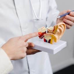 An otolaryngologist doctor shows a mock-up of an ear and tells a patient about the structure of the ear, close-up.