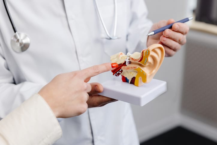 An otolaryngologist doctor shows a mock-up of an ear and tells a patient about the structure of the ear, close-up.